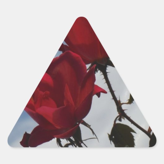 Rode rozen tegen een heldere blauwe hemel driehoek sticker (Voorkant)