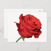 Rode Rozenbloem Blank Bloemen Zwarte Post Kaart (Voorkant / Achterkant)