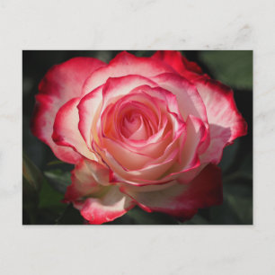 Rode rozenbloem briefkaart