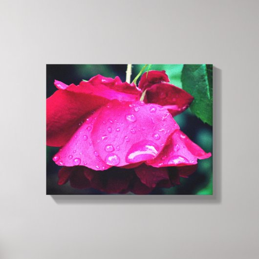 rode rozenbloem en regendruppels canvas afdruk (Voorkant)