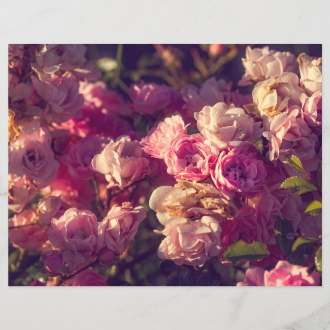 Rode rozenstruik (Voorkant)