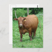 rode runderen briefkaart (Voorkant / Achterkant)