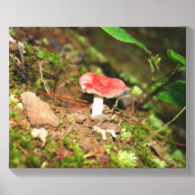 Rode Russula-paddenstoel