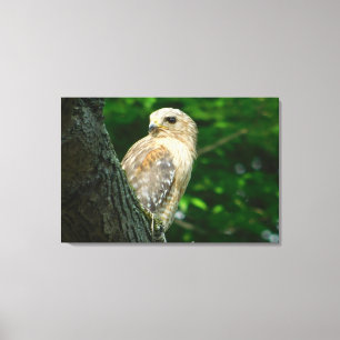 Rode schouder Hawk verpakt Canvas Print