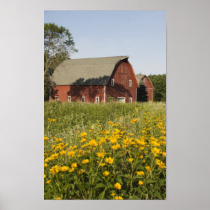 Rode schuur en gele wilde bloemen poster