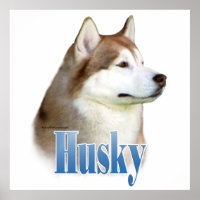 Rode Siberische Husky Poster