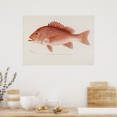 Rode snapper kunst poster (Keuken)