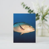 Rode Snapper van twee Vlek Briefkaart (Staand voorkant)