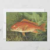 Rode Snapper Vis in de Oceaan, Marine Life (Voorkant)