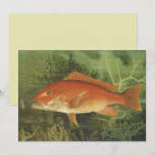 Rode Snapper Vis in de Oceaan, Marine Life (Voorkant / Achterkant)