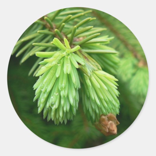 rode sparrenspruiten ronde sticker (Voorkant)