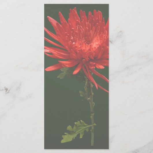 Rode Spin Mum Menu (Achterkant)