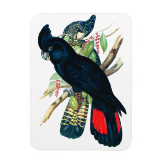 Rode staarten, zwarte (Bankzische) Cockatoten. Magneet