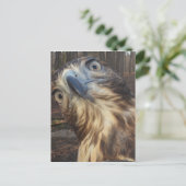 Rode staarthavik briefkaart (Staand voorkant)