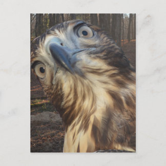 Rode staarthavik briefkaart