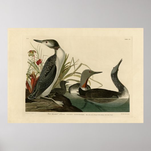 Rode-Throated Diver (Loon) Audubon Birds of Americ Poster (Voorkant)