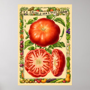Rode Tomaat Retro Victoriaans Tijdperk Botanische  Poster