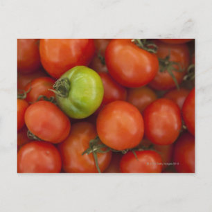 rode tomaten met één groene tomaat, te koop op briefkaart