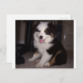 rode tri Puppy mini aussie Briefkaart (Voorkant / Achterkant)
