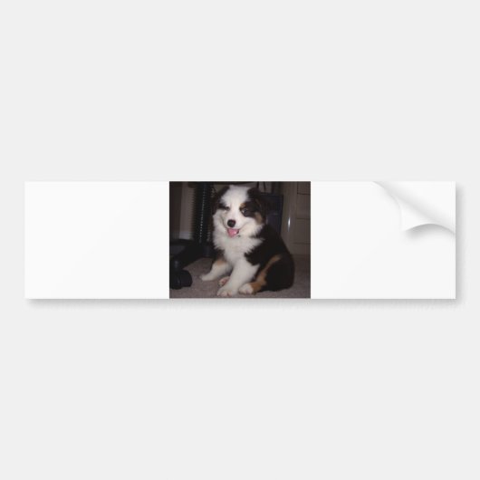 rode tri Puppy mini aussie Bumpersticker (Voorkant)