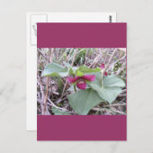 Rode Trilliums Briefkaart (Voorkant / Achterkant)