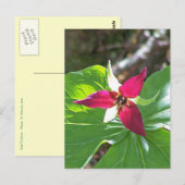 Rode Trilliumventiel Briefkaart (Voorkant / Achterkant)