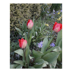 Rode tuintulpen perfect poster