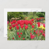 RODE TULIPS BRIEFKAART (Voorkant / Achterkant)