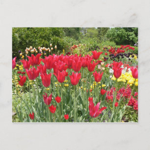 RODE TULIPS BRIEFKAART