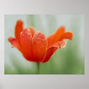 Rode Tulp Bloem Close-up Bloemblad Natuurfotografi Poster