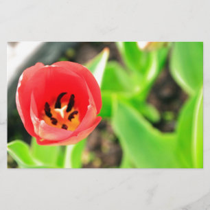 Rode Tulp Bloem Foto Briefpapier