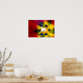 Rode Tulp bloem Poster (Keuken)