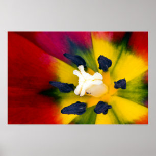 Rode Tulp bloem Poster