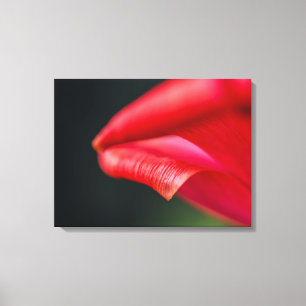 Rode Tulp Bloemblad Close-up Macro Foto Canvas Afdruk