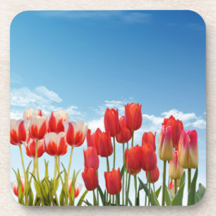 Rode Tulp Bloemen-30247 Bier Onderzetter