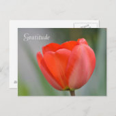 Rode Tulp Bloemen Dankbaarheid Briefkaart (Voorkant / Achterkant)