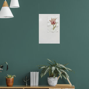 Rode Tulp Botanische Aquarel Poster