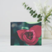 rode  tulp briefkaart (Staand voorkant)