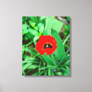 Rode tulp canvas afdruk