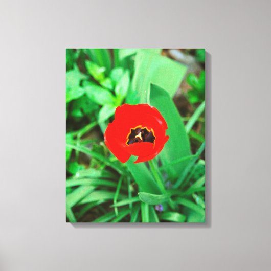Rode tulp canvas afdruk (Voorkant)