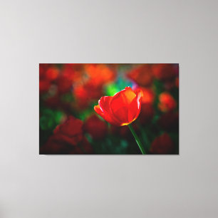 Rode tulp canvas afdruk