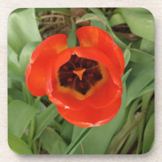 Rode Tulp Coster Bier Onderzetter