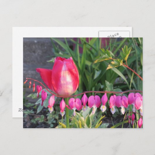Rode Tulp en roze bloederende hartbloemen Briefkaart (Voorkant / Achterkant)