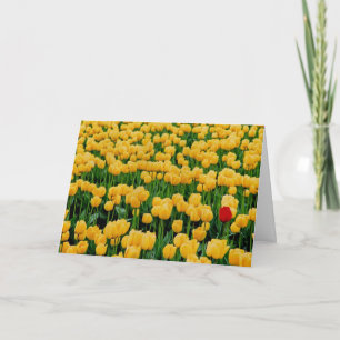 Rode tulp in een gele tulpveld kaart