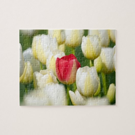 Rode tulp in een veld met witte tulpen legpuzzel (Horizontaal)