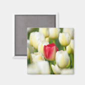 Rode tulp in een veld met witte tulpen magneet (Voorkant / Achterkant)