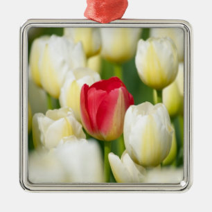 Rode tulp in een veld met witte tulpen metalen ornament