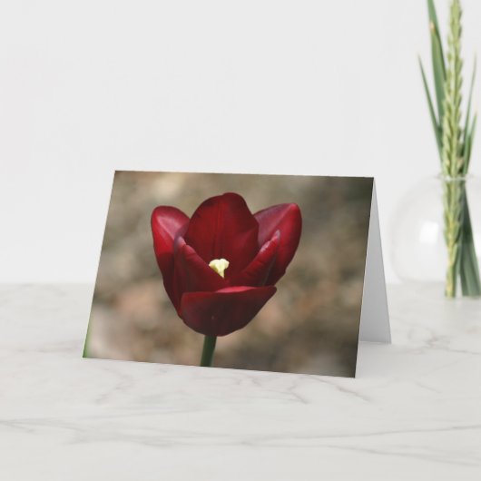 Rode Tulp Kaart (Voorkant)