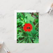 Rode tulp kaart (Voorkant / Achterkant in situ)