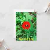  rode tulp kaart (Voorkant / Achterkant in situ)